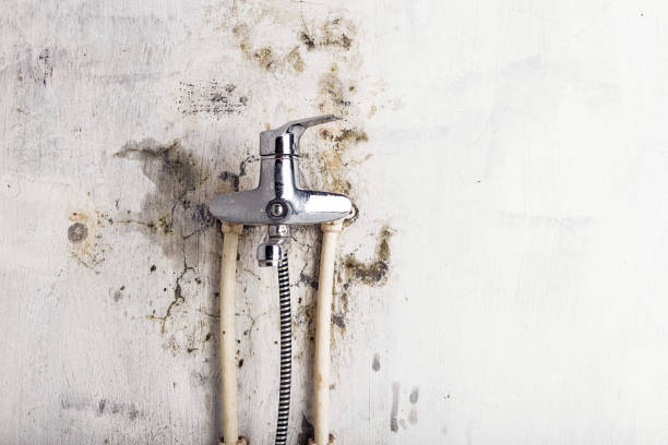 Office Mold Removal Services in Sulligent, AL