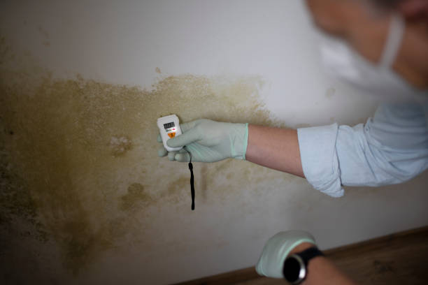 Mold Testing and Removal in Sulligent, AL