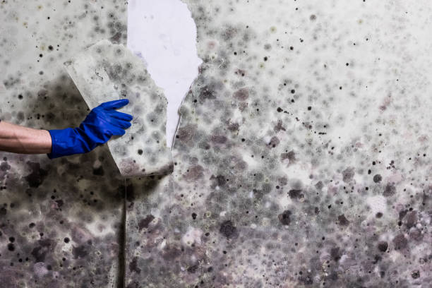 Best Affordable Mold Removal  in Sulligent, AL
